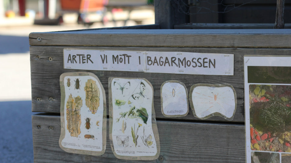 Bilder på insekter på en planteringslåda och med en text – Arter vi mött i Bagarmossen.