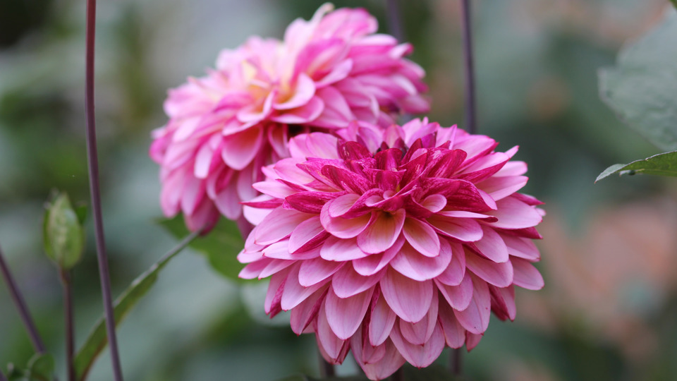 En blommande rosa Dahlia.