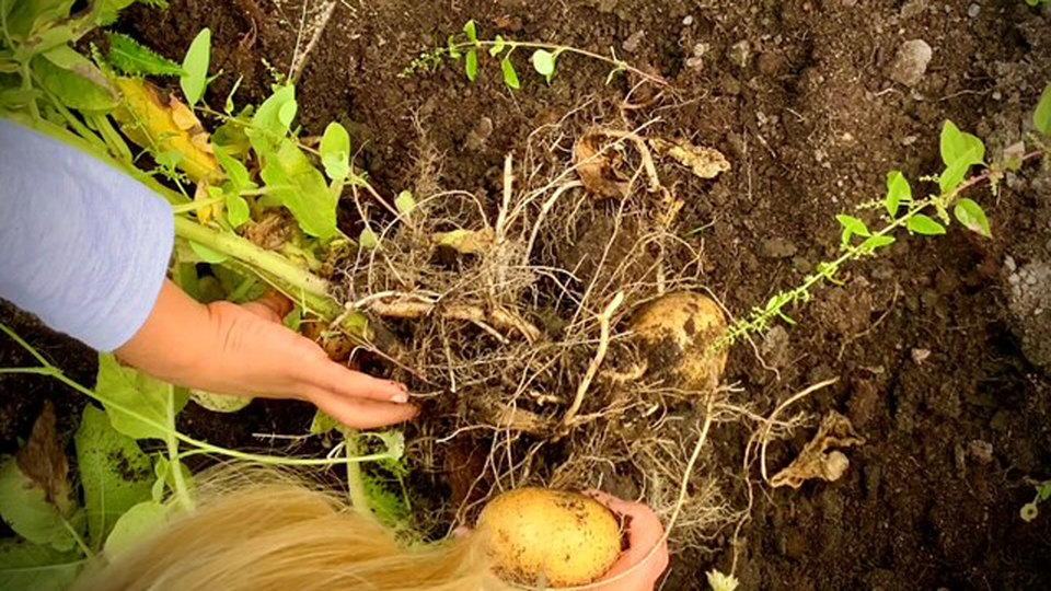 Barnhand som gräver i jorden efter odlad potatis.