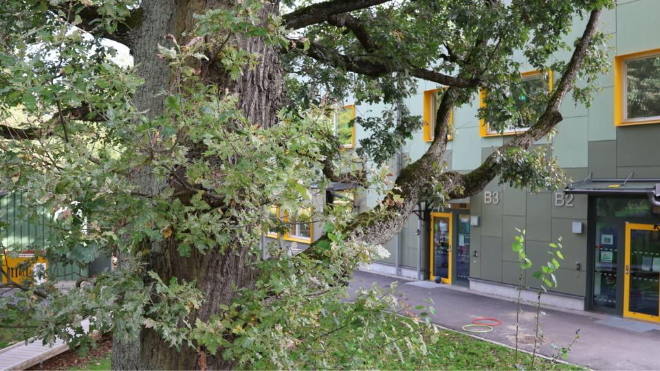 Närbild på en gammal ek. I bakgrunden syns en ingång till förskolan. Foto. 