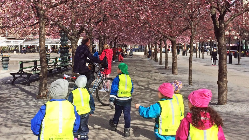 Barn i Kungsträdgården, körsbärsträden blommar.